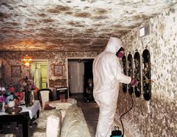 MOLD CLEANUP